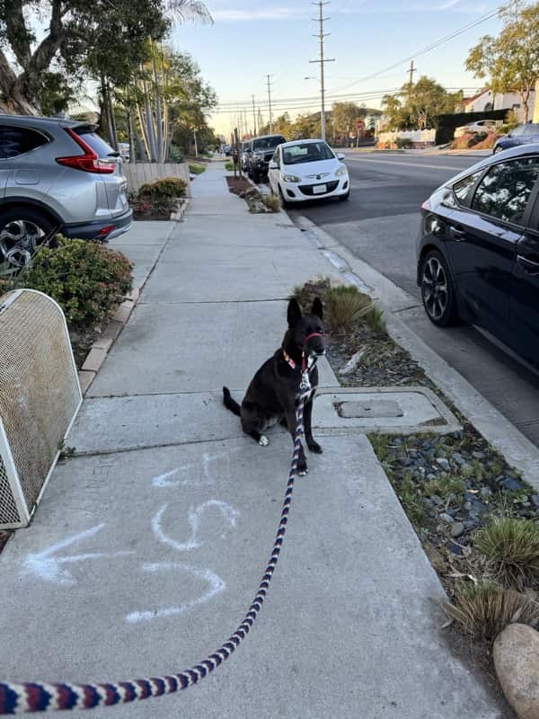 A picture of a black dog named Bowie sitting, taken on February 25 2026 at 6:59 am